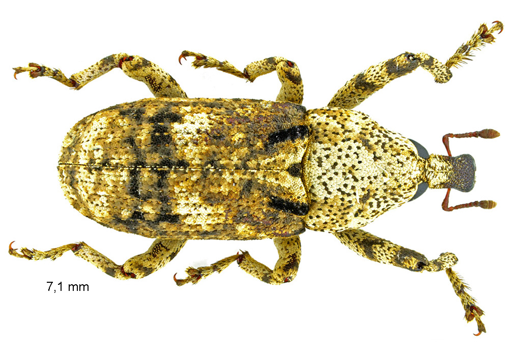 Gasterocercus depressirostris (Fabricius, 1792)